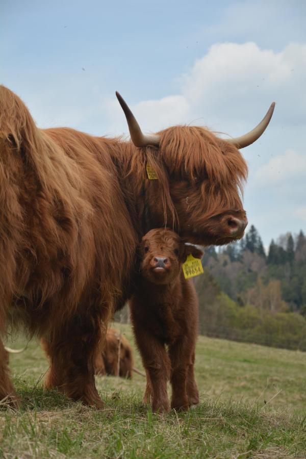 Penzion Dinda Stará ľubovňa Buitenkant foto